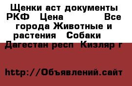 Щенки аст документы РКФ › Цена ­ 15 000 - Все города Животные и растения » Собаки   . Дагестан респ.,Кизляр г.